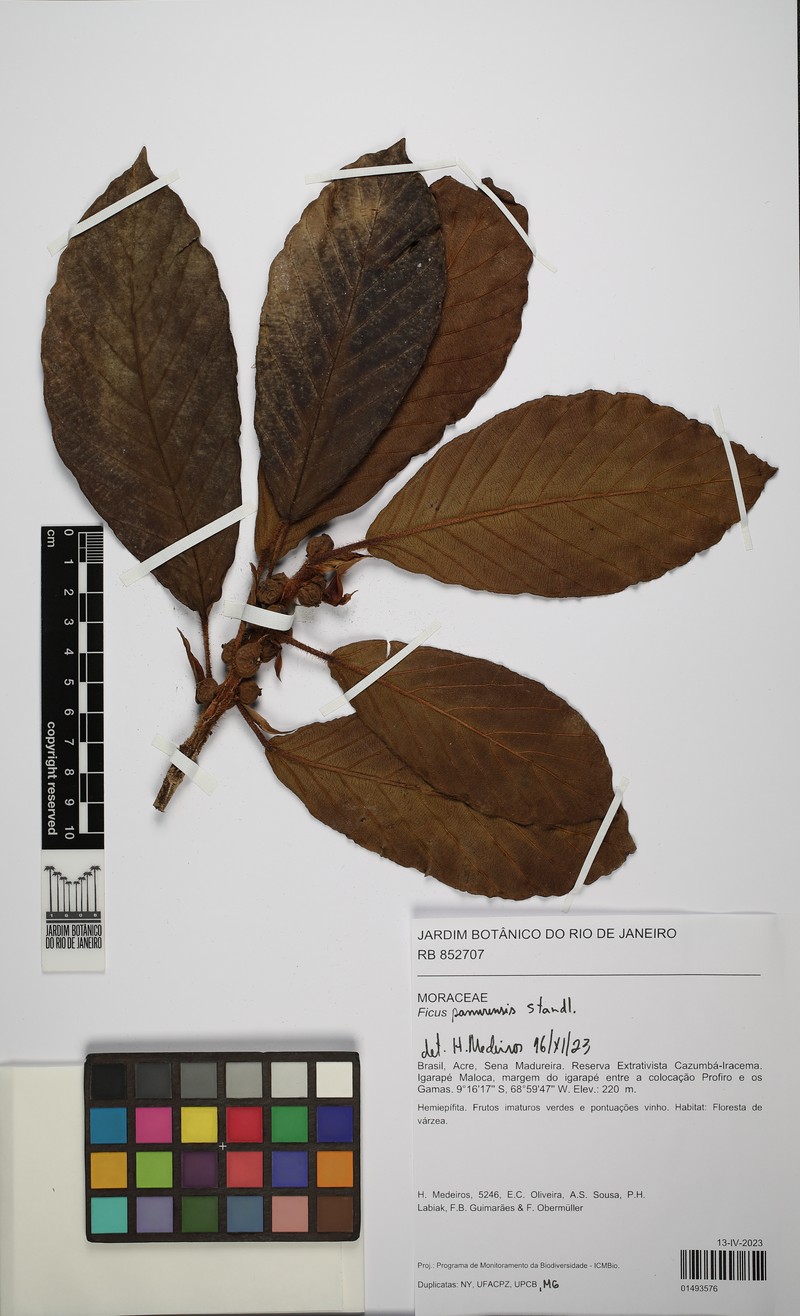 Ficus panurensis photo 6
