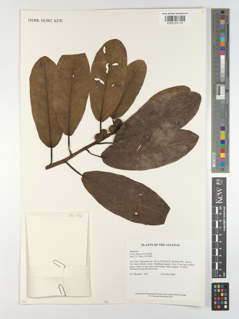 Ficus panurensis photo 7