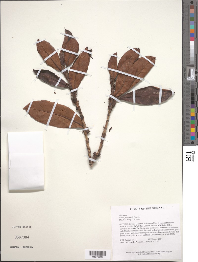 Ficus panurensis photo 8