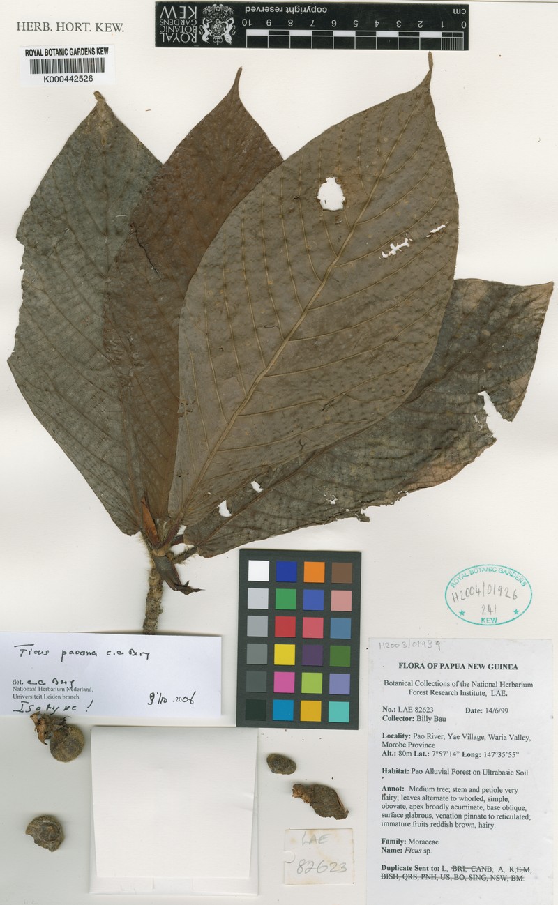 Ficus paoana