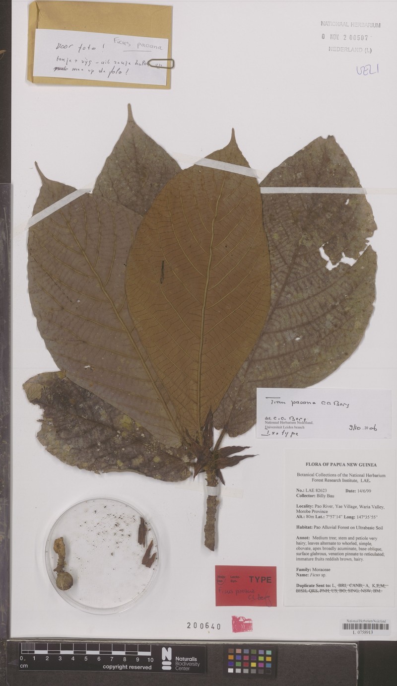 Ficus paoana photo 2