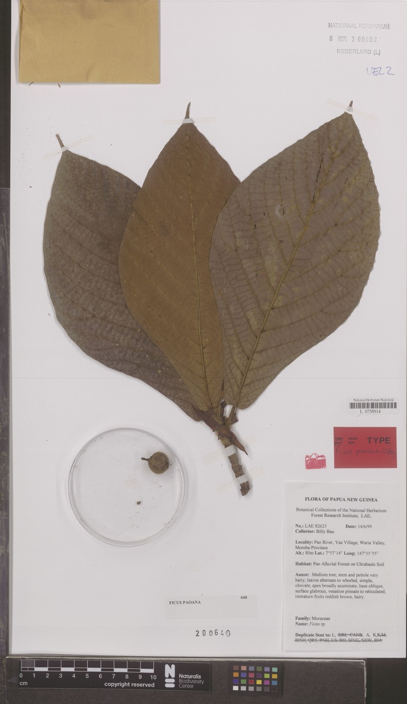 Ficus paoana photo 3