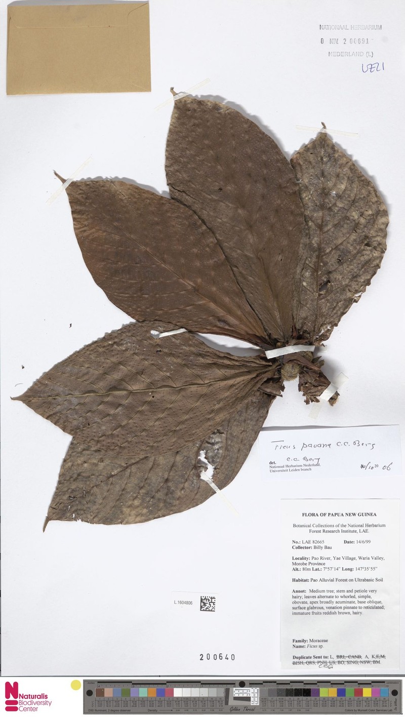 Ficus paoana photo 4
