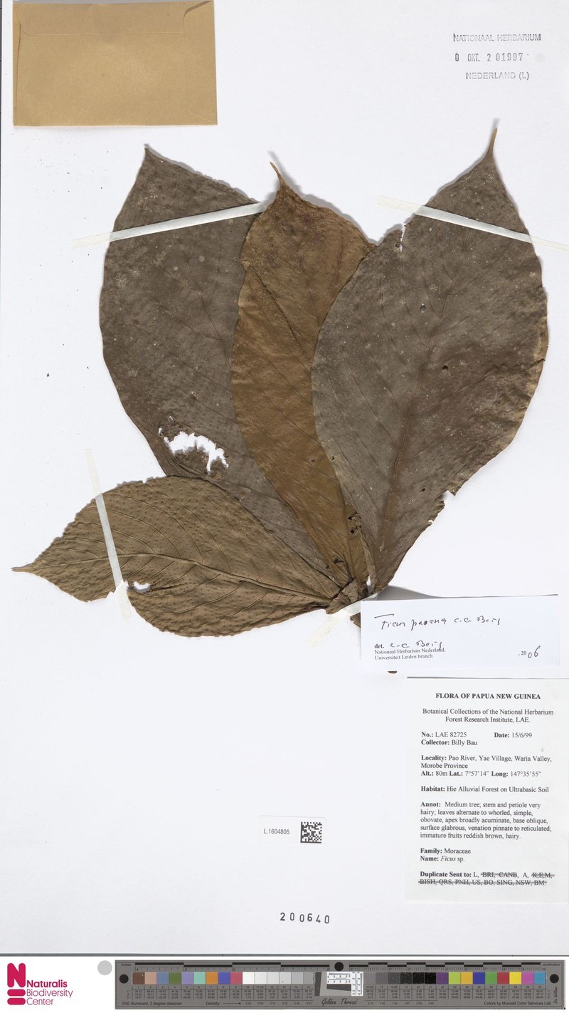 Ficus paoana photo 5