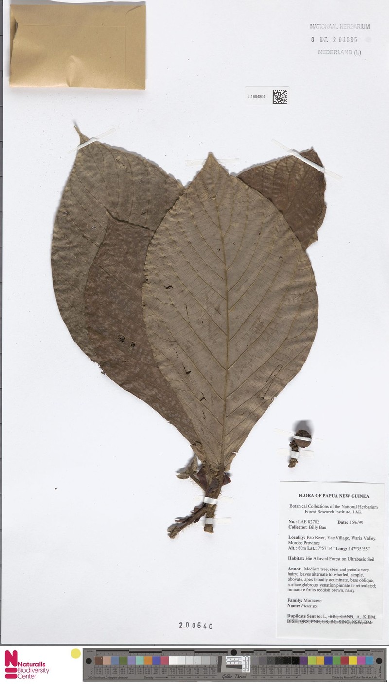 Ficus paoana photo 6