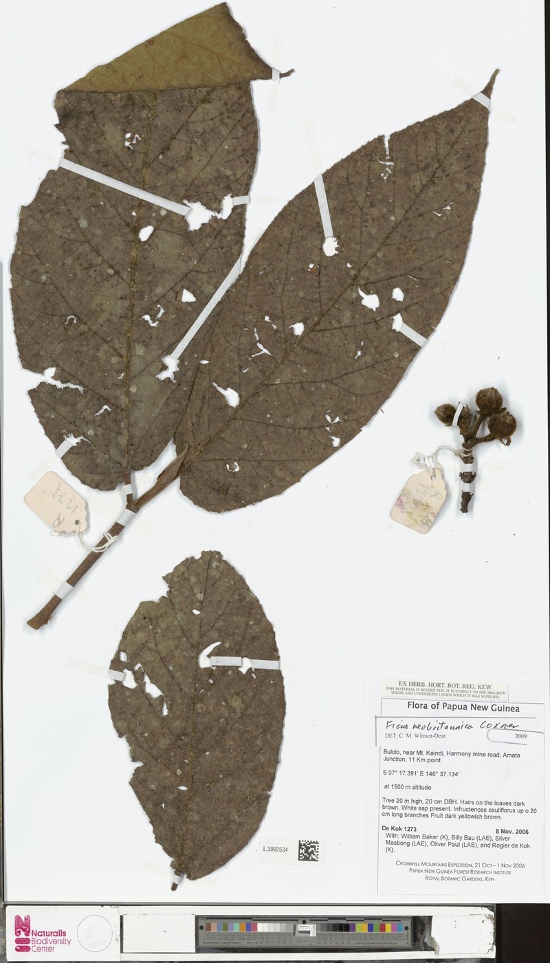 Ficus papuana