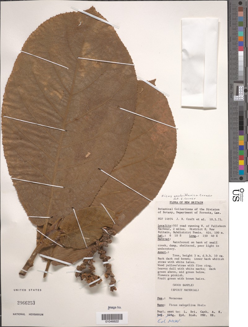Ficus papuana photo 2
