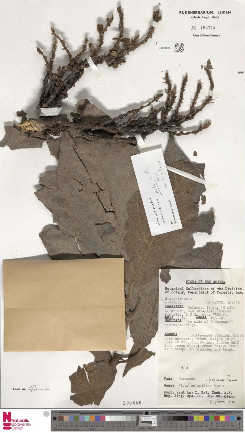 Ficus papuana photo 3