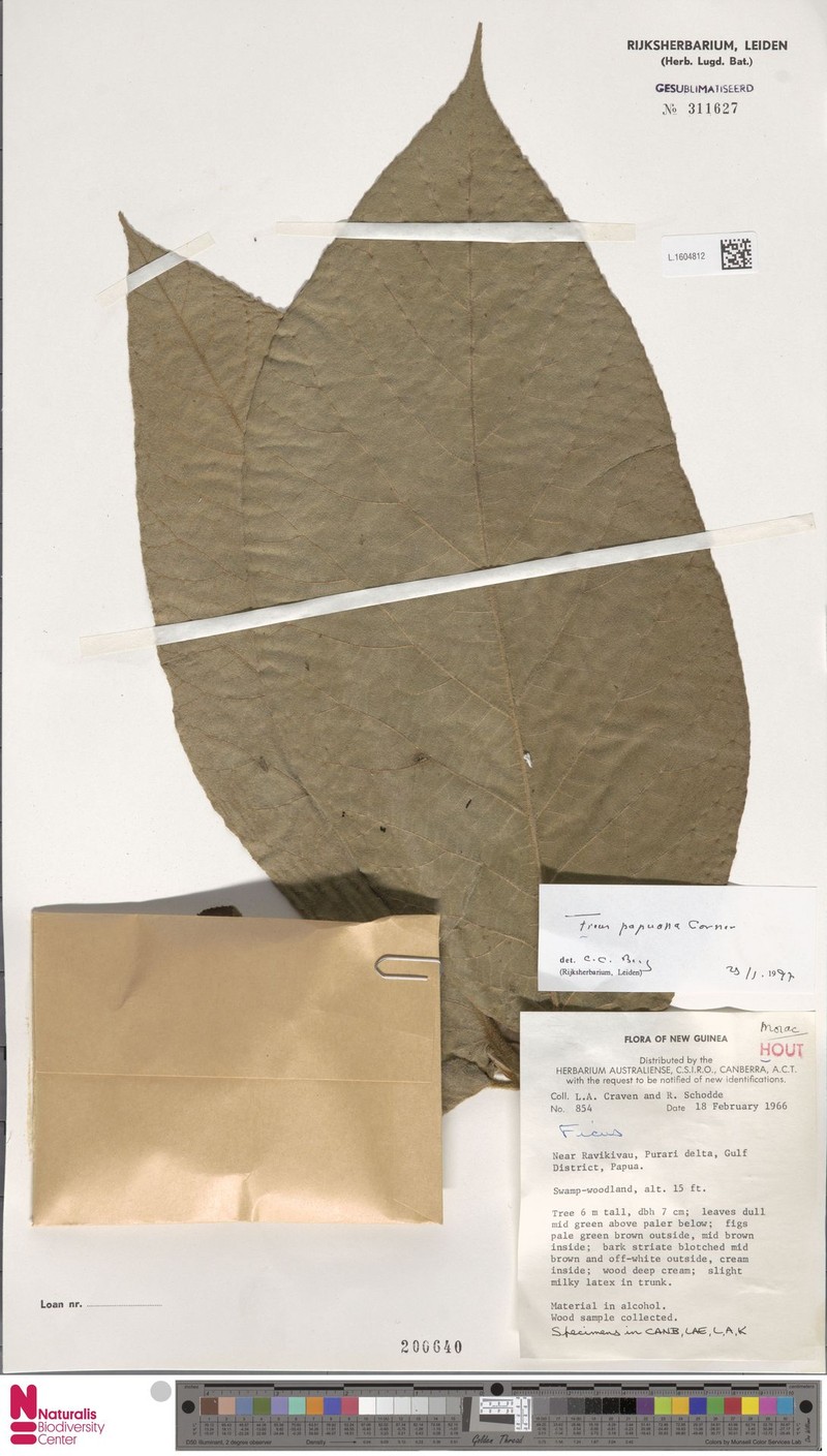 Ficus papuana photo 4