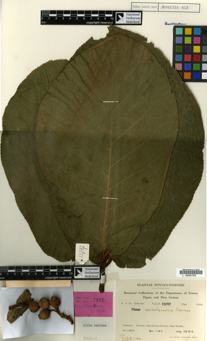 Ficus papuana photo 5