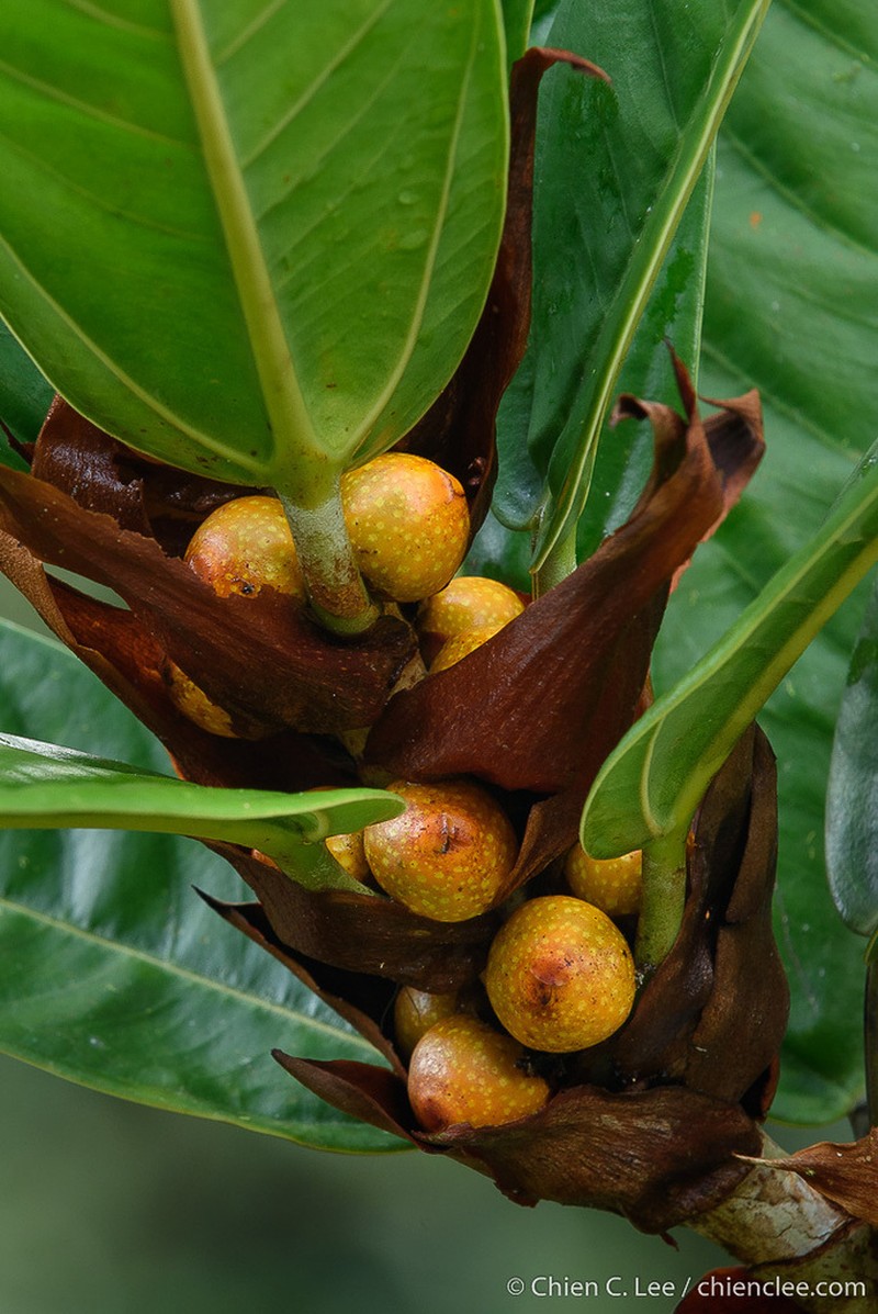 Ficus paracamptophylla photo 2