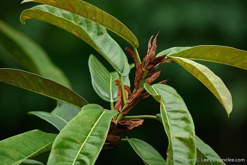 Ficus paracamptophylla photo 3