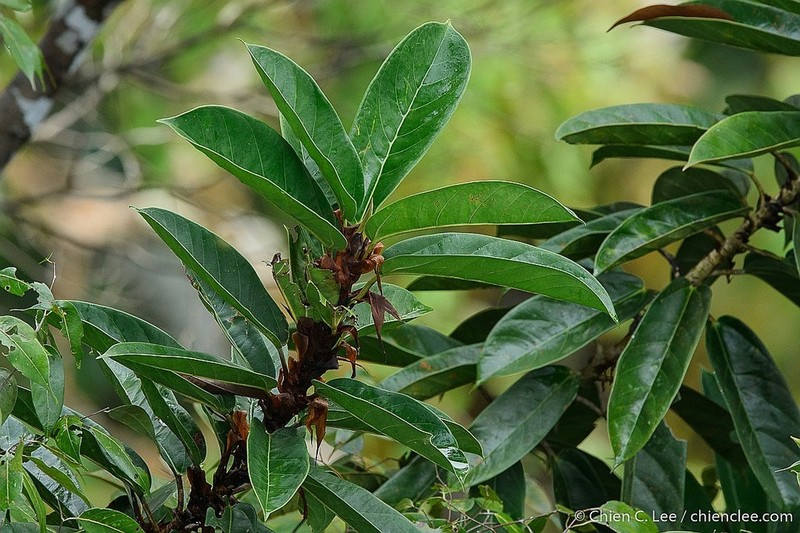 Ficus paracamptophylla photo 4