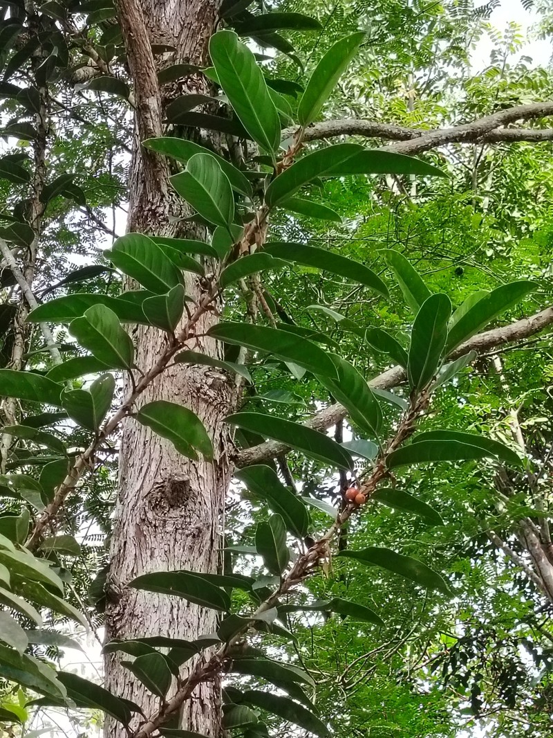 Ficus paracamptophylla photo 5