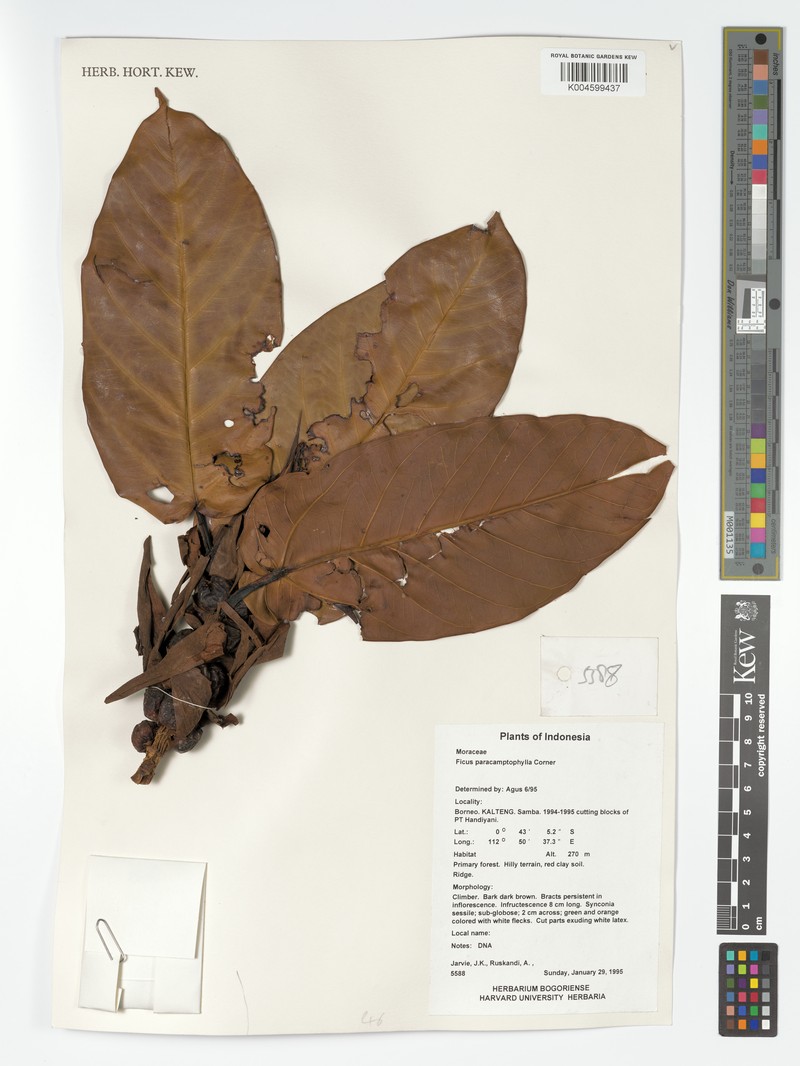 Ficus paracamptophylla photo 7