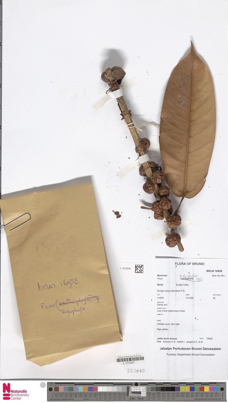 Ficus paracamptophylla photo 8