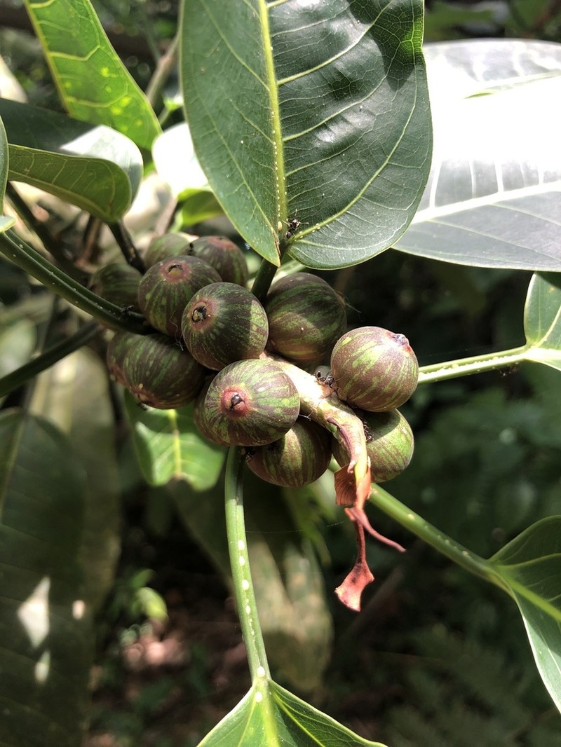 Ficus paraensis