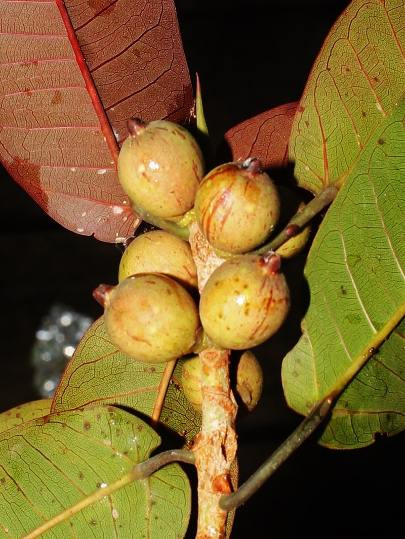 Ficus paraensis photo 2