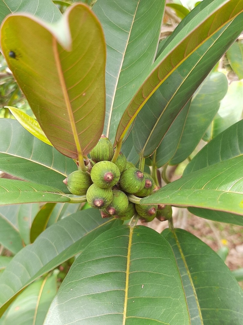 Ficus paraensis photo 3