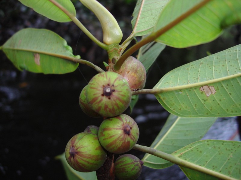Ficus paraensis photo 4
