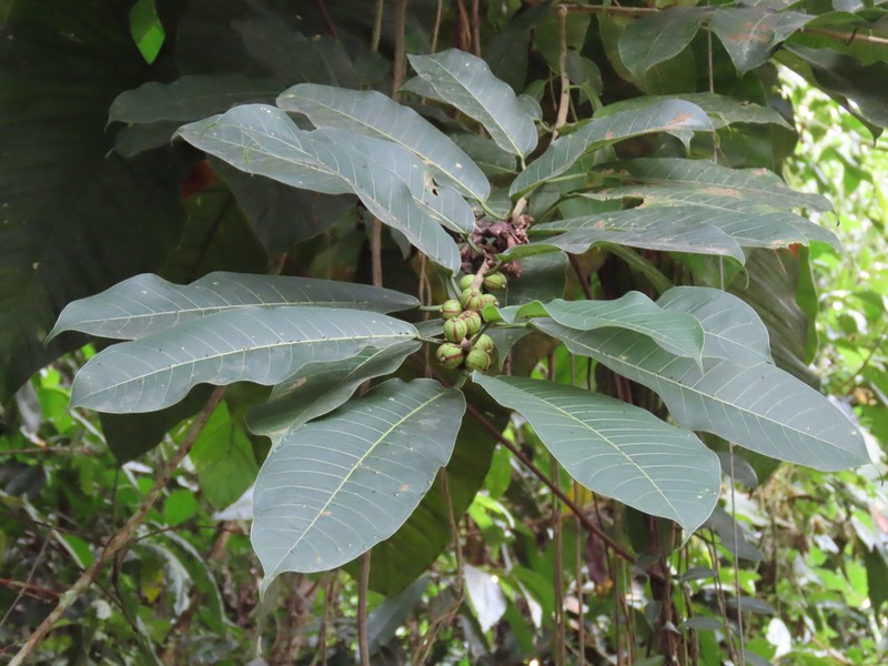 Ficus paraensis photo 5