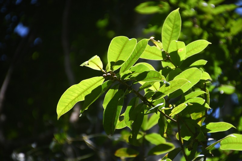 Ficus paraensis photo 6