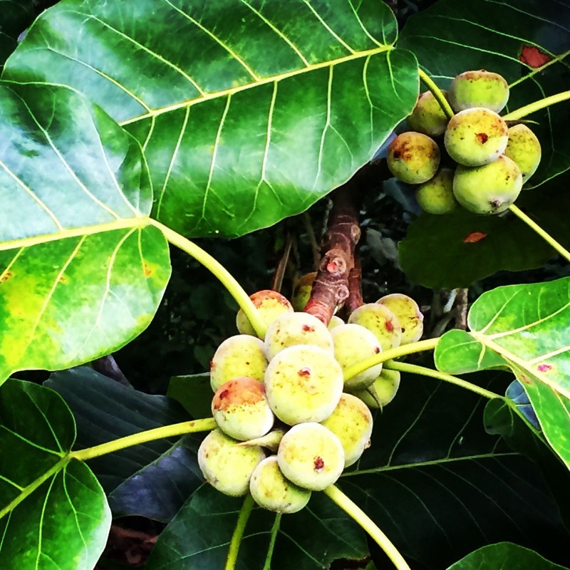 Ficus paraensis photo 7
