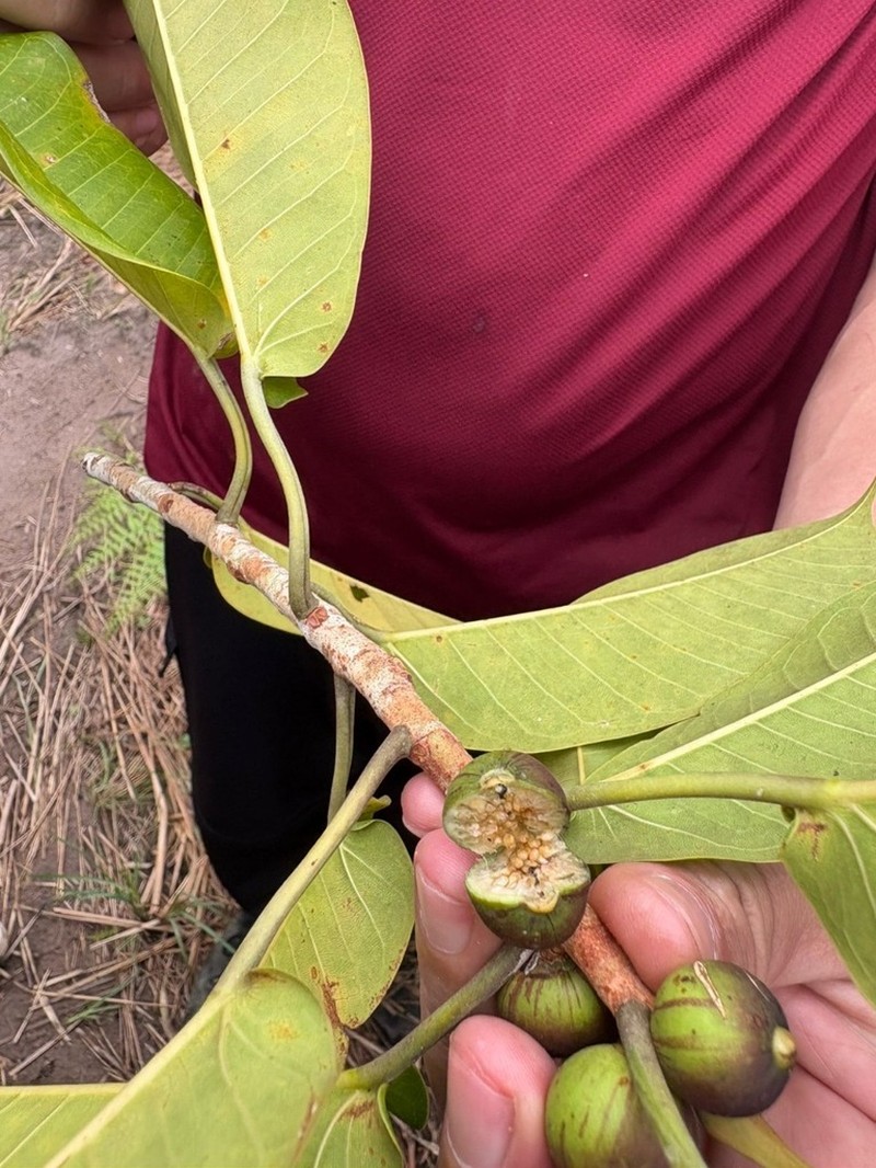 Ficus paraensis photo 8
