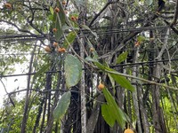 Ficus parietalis