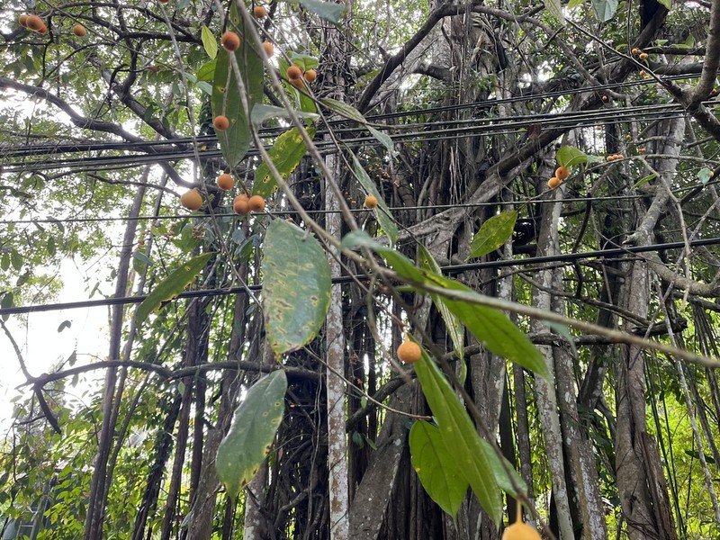 Ficus parietalis