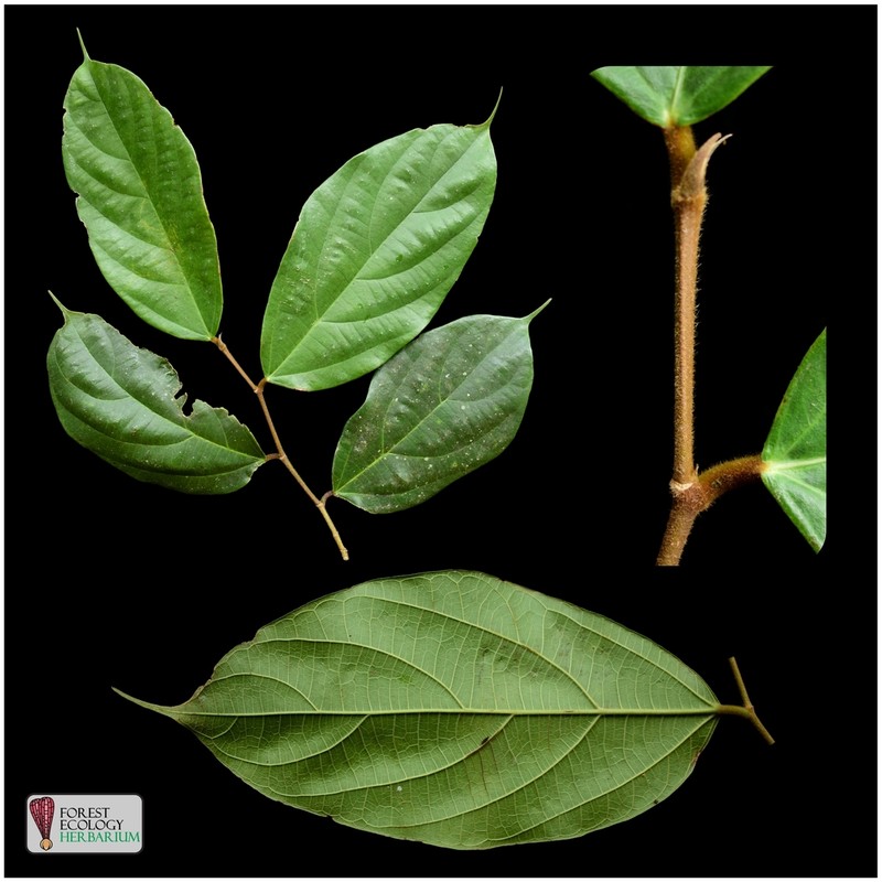 Ficus parietalis photo 2