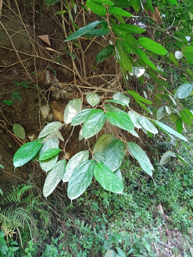 Ficus parietalis photo 3