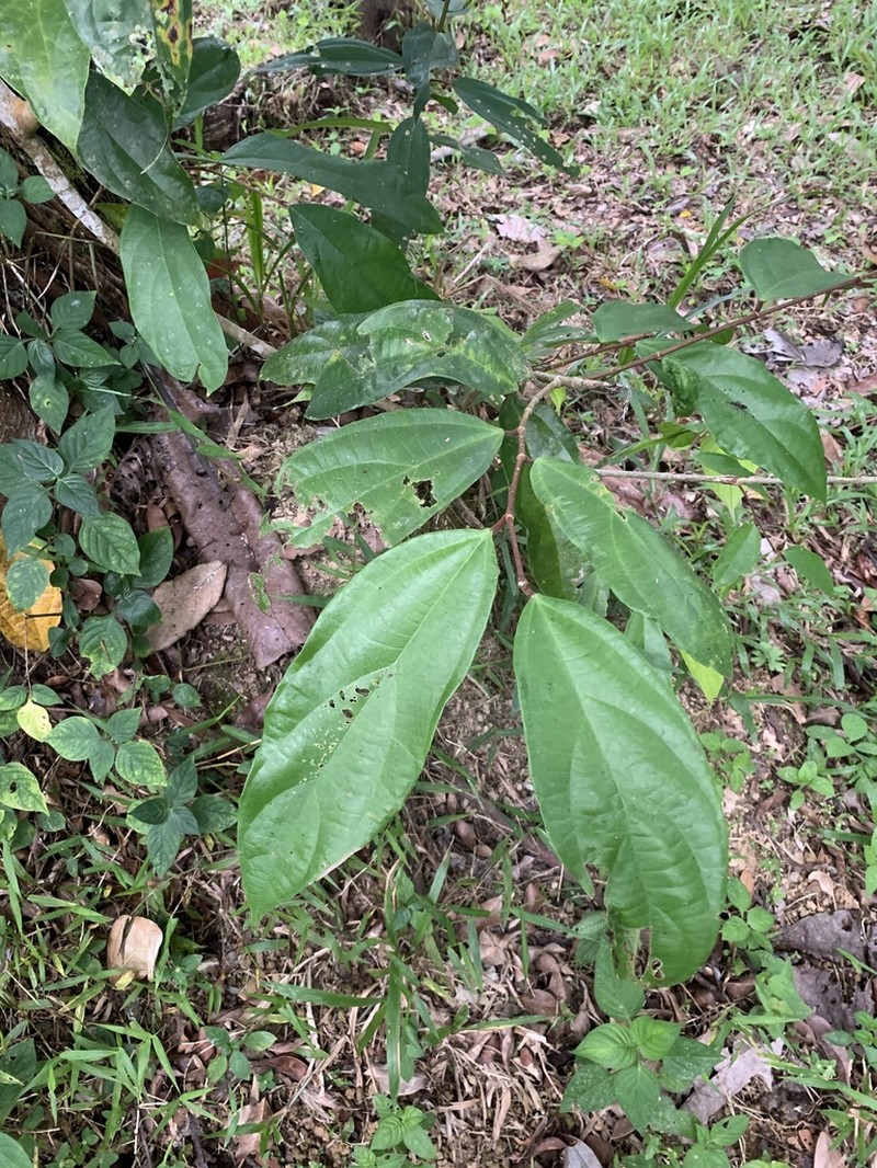 Ficus parietalis photo 4