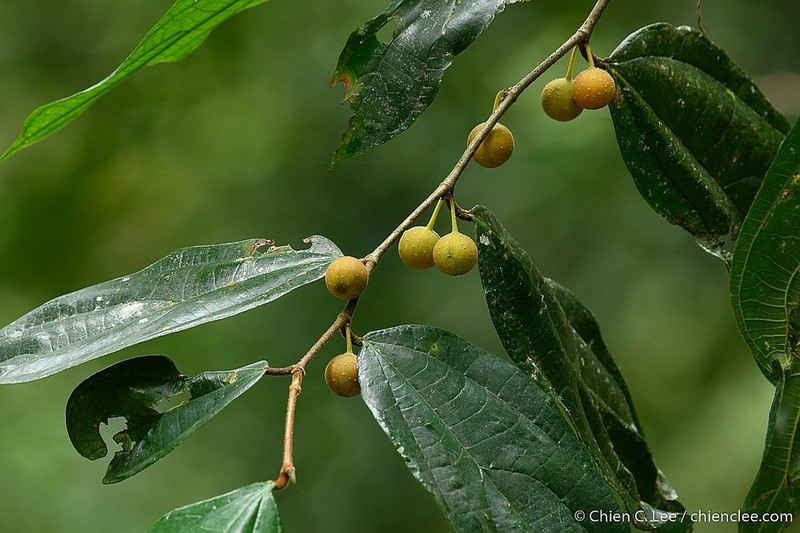 Ficus parietalis photo 5