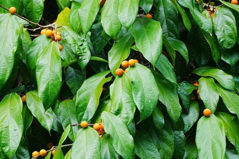 Ficus parietalis photo 6