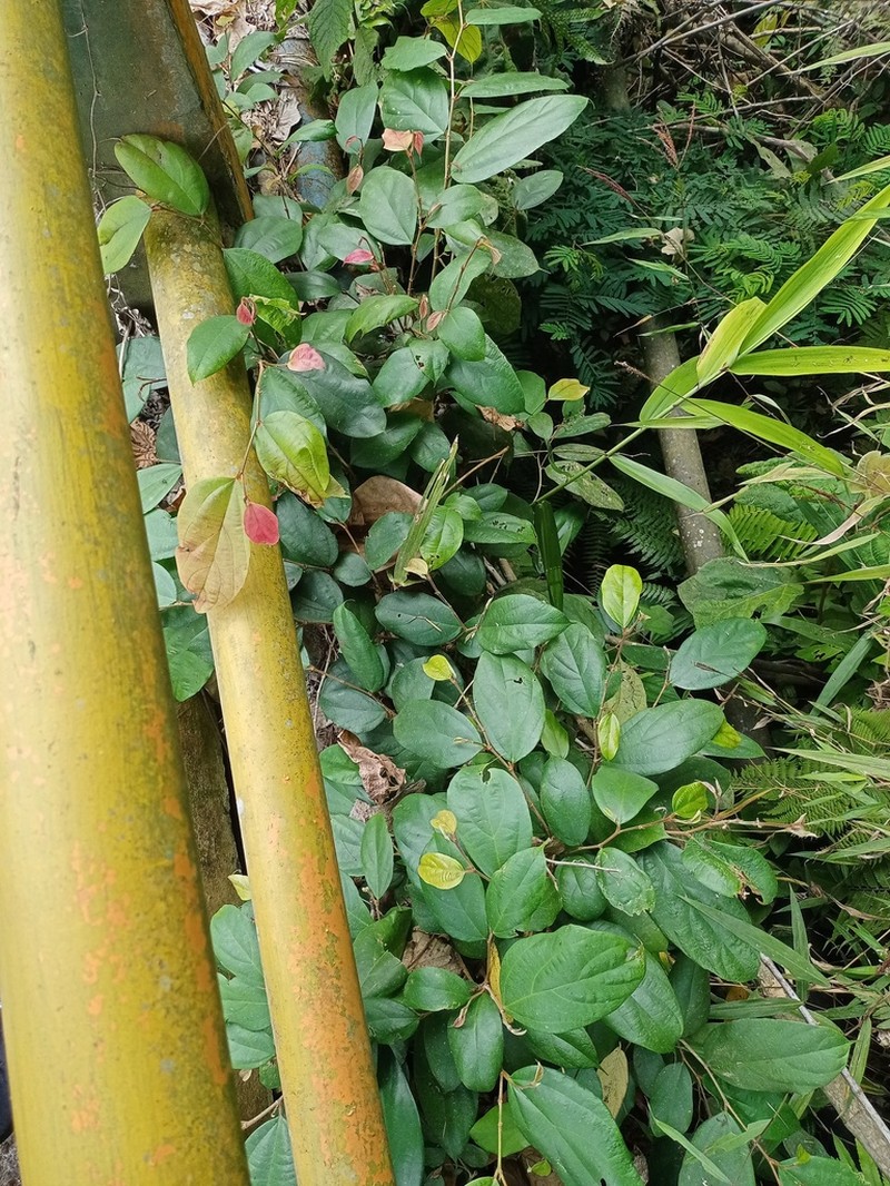 Ficus parietalis photo 7