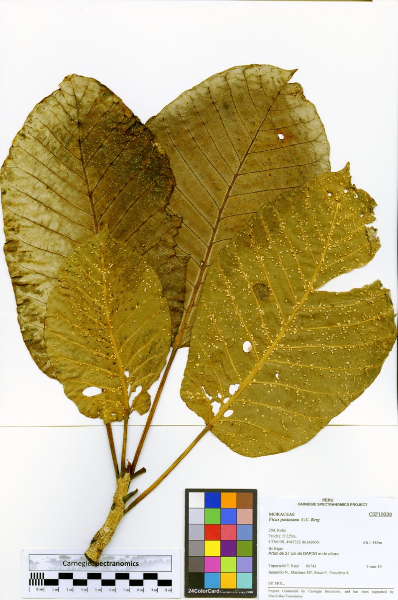 Ficus pastasana