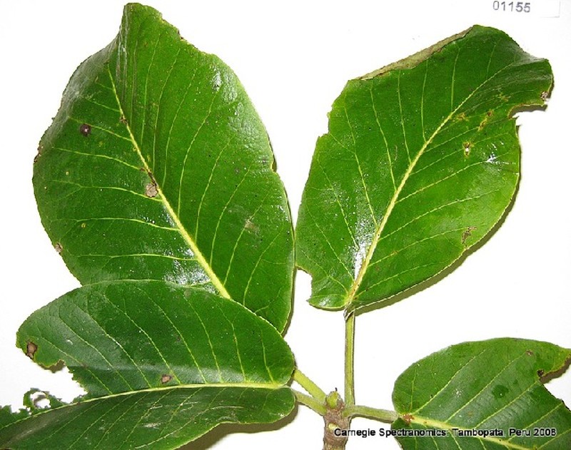 Ficus pastasana photo 2