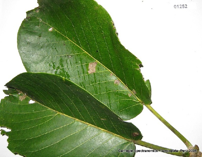 Ficus pastasana photo 3