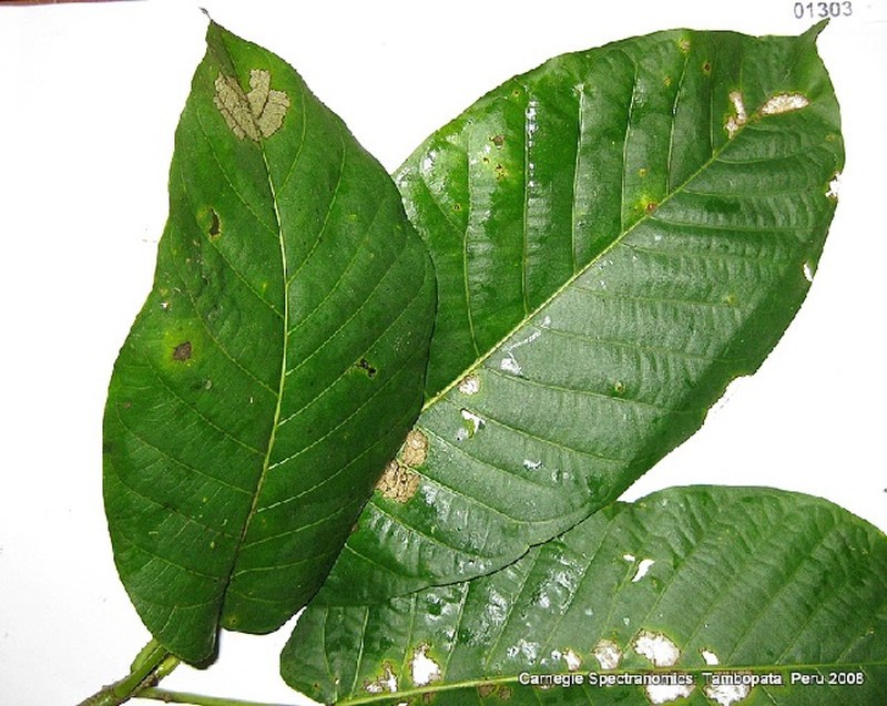 Ficus pastasana photo 4