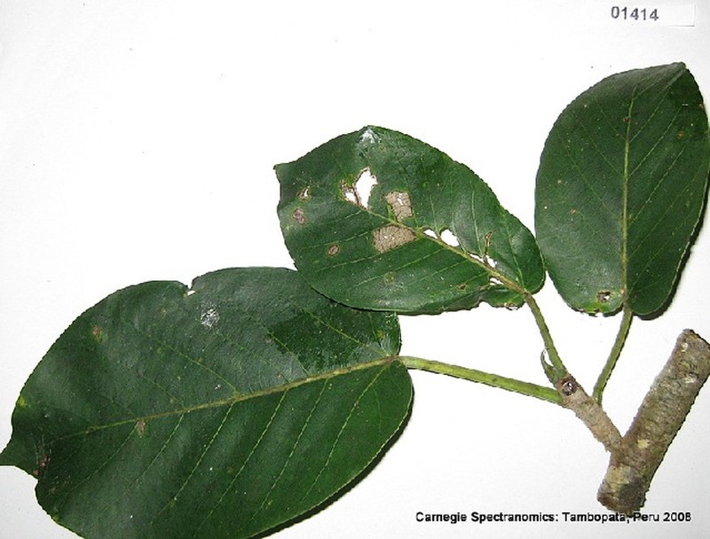 Ficus pastasana photo 5