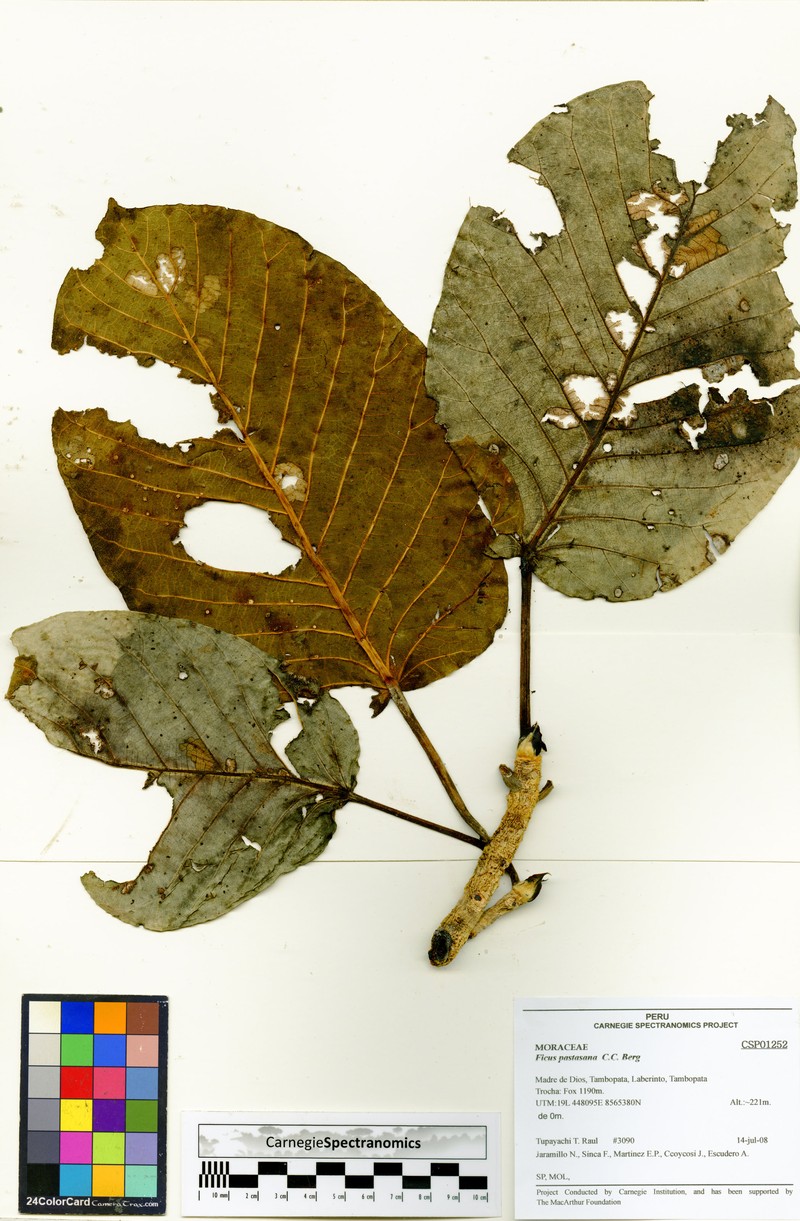 Ficus pastasana photo 6