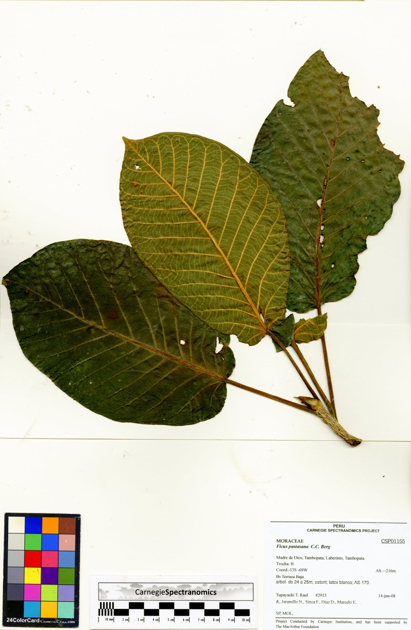 Ficus pastasana photo 7
