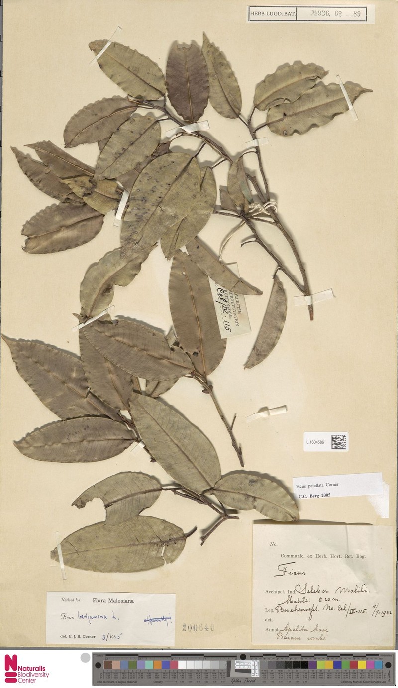 Ficus patellata