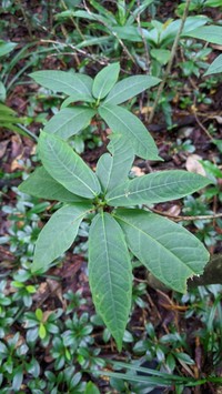 Ficus pedunculosa