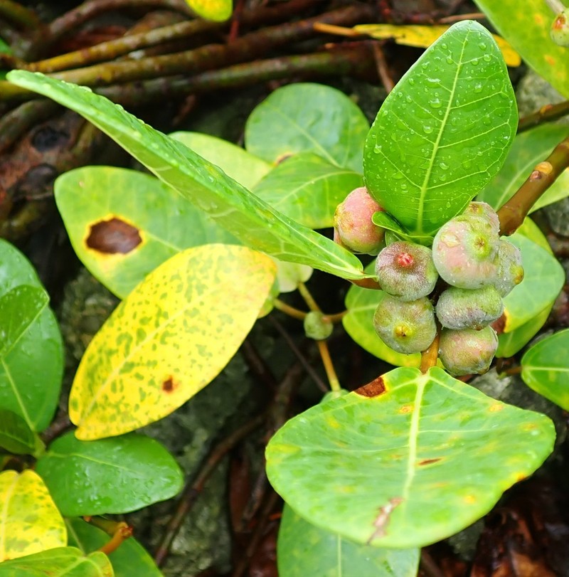 Ficus pedunculosa photo 2