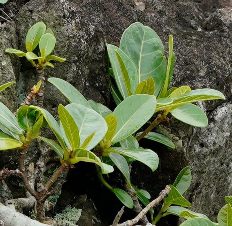 Ficus pedunculosa photo 4