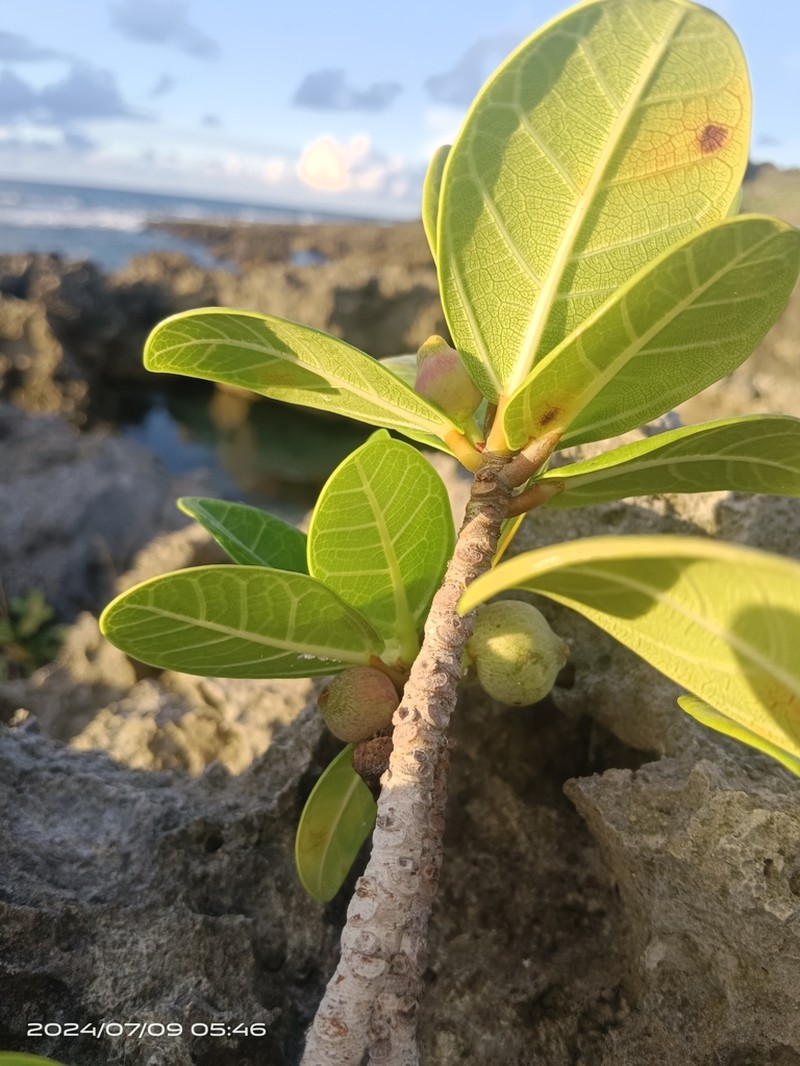 Ficus pedunculosa photo 5