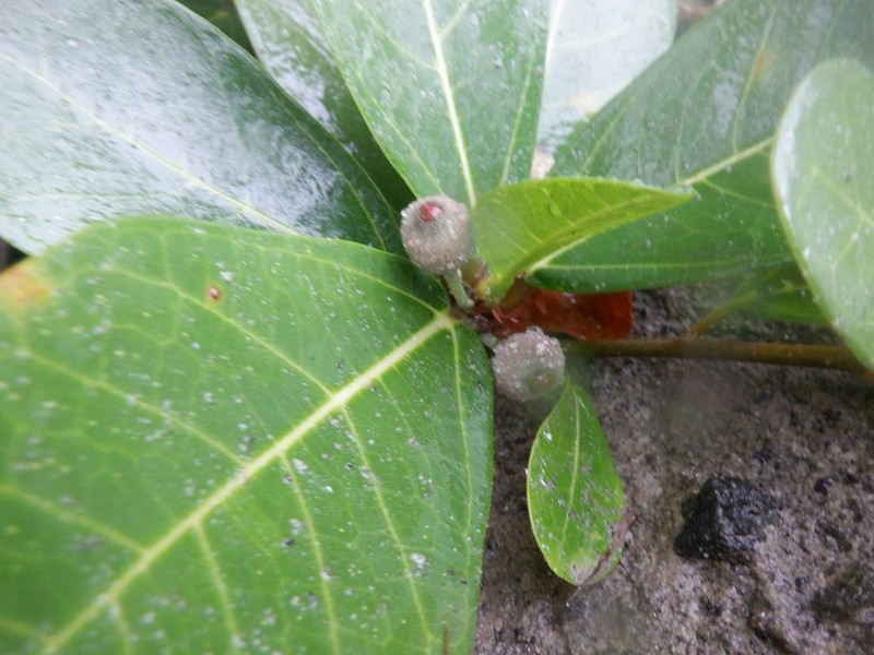 Ficus pedunculosa photo 6