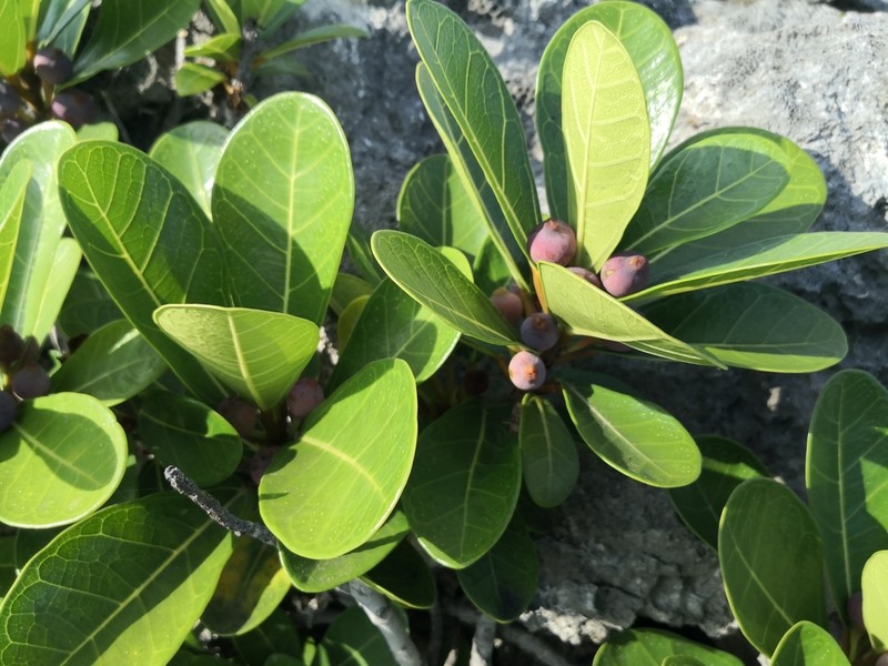 Ficus pedunculosa photo 7